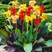 Canna Gemengd - 3 Planten - Exotische Tropische Planten - Ook Geschikt Voor Bloempot - Zomerbloeier - Garden Select