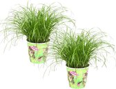 Kattengras - gerst - huisdier - Diervriendelijke kamerplant - Triticum aestivum - potmaat Ø12cm - 2 stuks