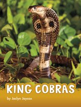 Animals - King Cobras
