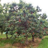 Oude Kersenboom - Prunus a. Burlat | Laagstam +/- 15 jaar