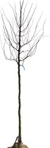 Valse Christusdoorn - Gleditsia triacanthos ‘Sunburst’ | Omtrek: 10-14 cm | Hoogte: 300 cm