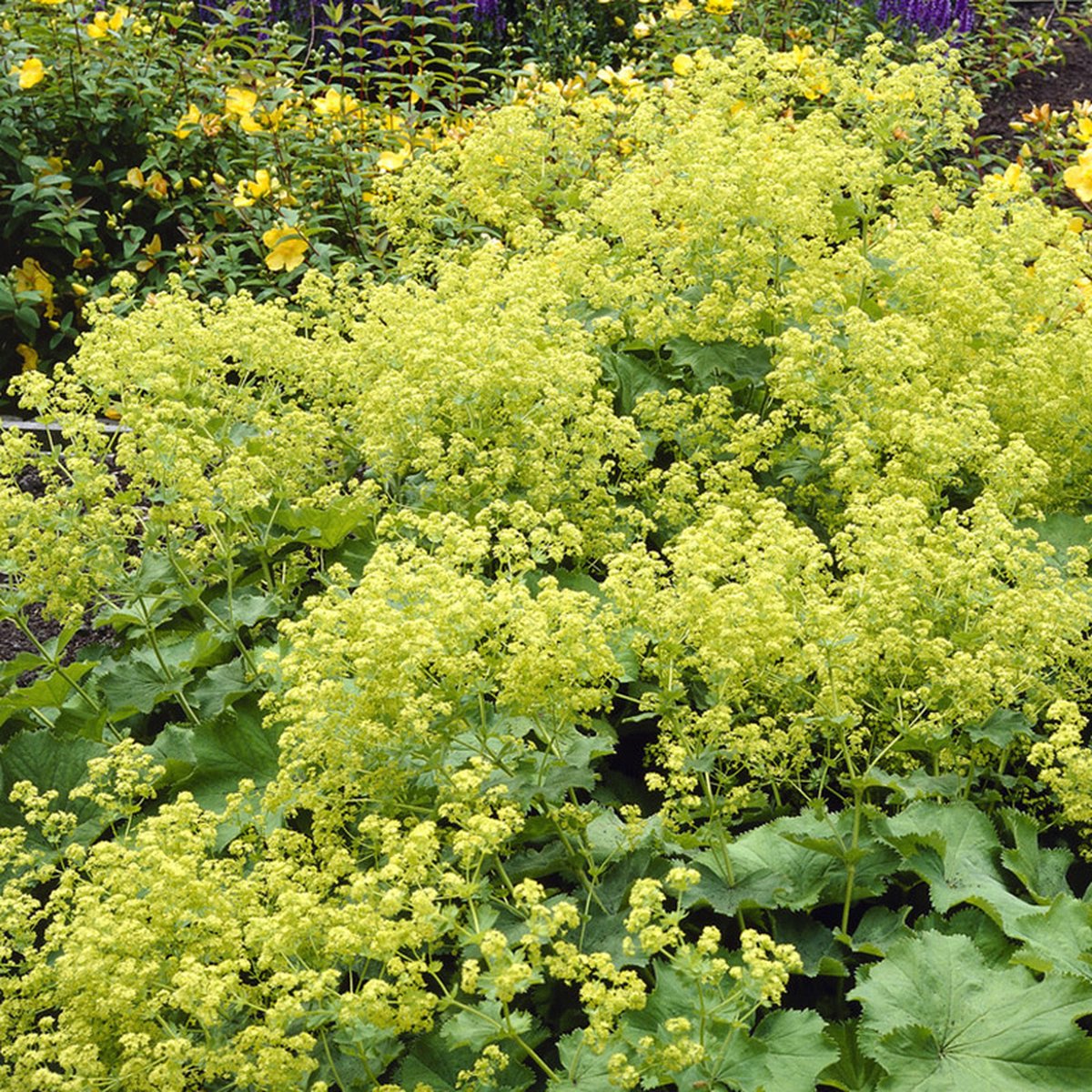 Alchemilla mollis | 1 stuk | Bloeiende vaste plant | bloemenpracht in de zomer | Bodembedekker | vermijd onkruid | grondbedekker | 11x11 cm Kwekerspot | winterhard | Geel