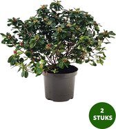Azalea Japonica - 2 kwekerspotten (Ø15cm)
