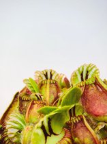 Setje Australische Bekerplant (Cephalotus Follicularis) |  ⌀ 8,5 cm - hoogte 10 cm | Indrukwekkende vleesetende plant