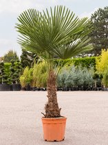 Plantenwinkel Chinese Waaierpalm Trachycarpus Fortunei M 175 cm tuinplant