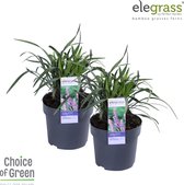 Duo Liriope muscari Ingwersen ↨ 40cm - 2 stuks - planten - binnenplanten - buitenplanten - tuinplanten - potplanten - hangplanten - plantenbak - bomen - plantenspuit