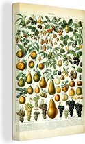 Canvas - Fruit - Druiven - Groen - Schets - Kunst - Schilderijen op canvas - Muurdecoratie canvas - 40x60 cm