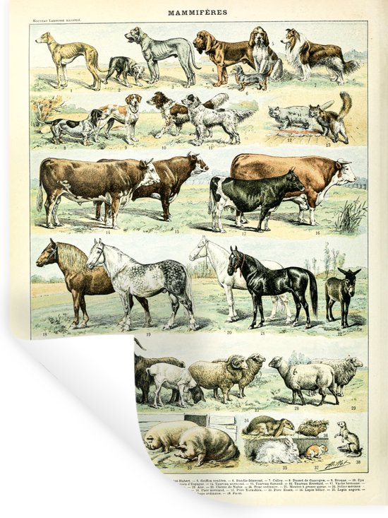 Muurstickers - Sticker Folie - Dieren - Paarden - Illustratie - Vintage - Adolphe Millot - 60x80 cm - Plakfolie - Muurstickers Kinderkamer - Zelfklevend Behang - Zelfklevend behangpapier - Stickerfolie