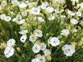 6 x Silene uniflora 'Weisskehlchen' - Lijmkruid/Hemelroosje - pot 9 x 9 cùm