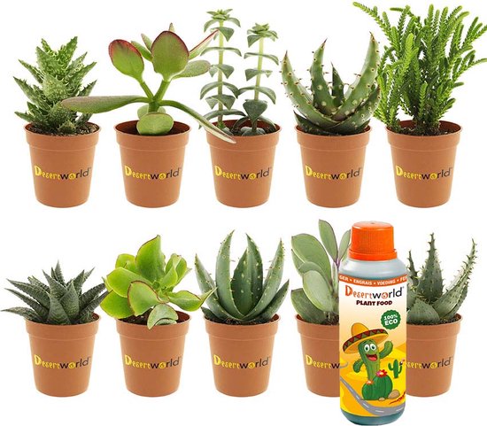 uitvoeren hardware Typisch Desertworld Mini Vetplanten / Succulenten Mix - 10 stuks - Ø 6 cm - Hoogte  8-15 cm | bol.com