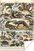 Poster Dieren - Natuur - Reptielen - 20x30 cm