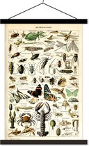 Posterhanger incl. Poster - Schoolplaat - Dieren - Adolphe Millot - Vintage - Insecten - Kunst - 60x90 cm - Zwarte latten