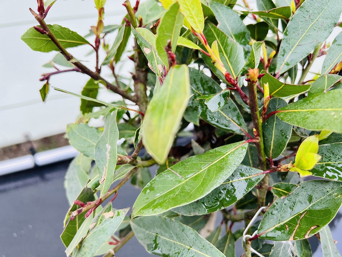 Laurus nobilis (Keukenlaurier, Echte laurier) | Bloemenpark