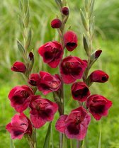 40x Gladiolen 'Papilio ruby' - BULBi® Bloembollen met bloeigarantie