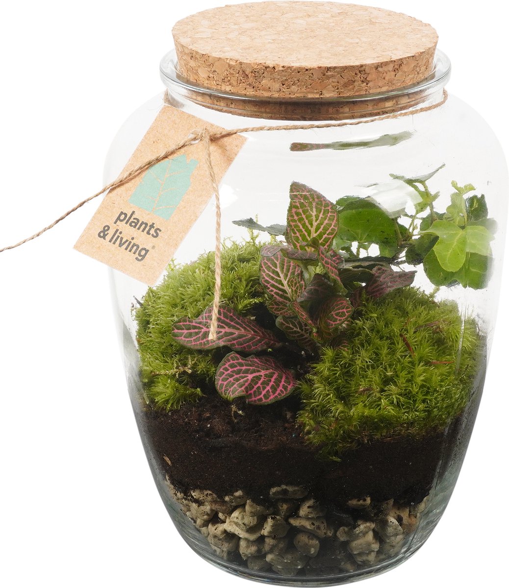 Terrarium Kiki