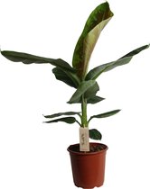 Plant in a Box - Musa Cavendish - Kamerplant - Dwarf Cavendish - Pot 21cm - Hoogte 90-100cm