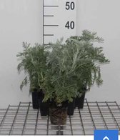 6 x Artemisia 'Powis Castle' - BIJVOET , ALSEM, ABSINTH - pot 9 x 9 cm