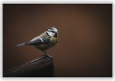 Vogel op Boomstronk in de Natuur op Aluminium - Foto op Dibond - Aluminium Schilderij - Foto in Natuur - 140x70 cm