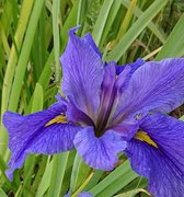 Blauwe japanse lis (Iris laevigata) - Vijverplant - 3 losse planten - Om zelf op te potten - Vijverplanten Webshop