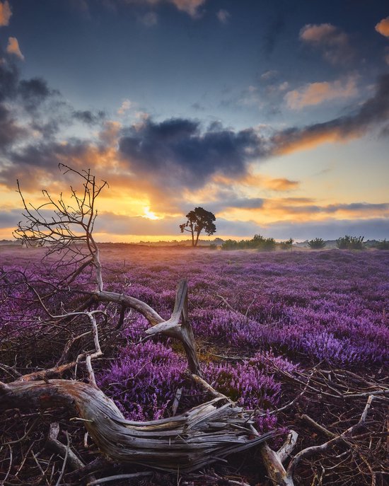 Poster - Bloeiende Heide bij Zonsopkomst, Paars/blauw, Premium Print