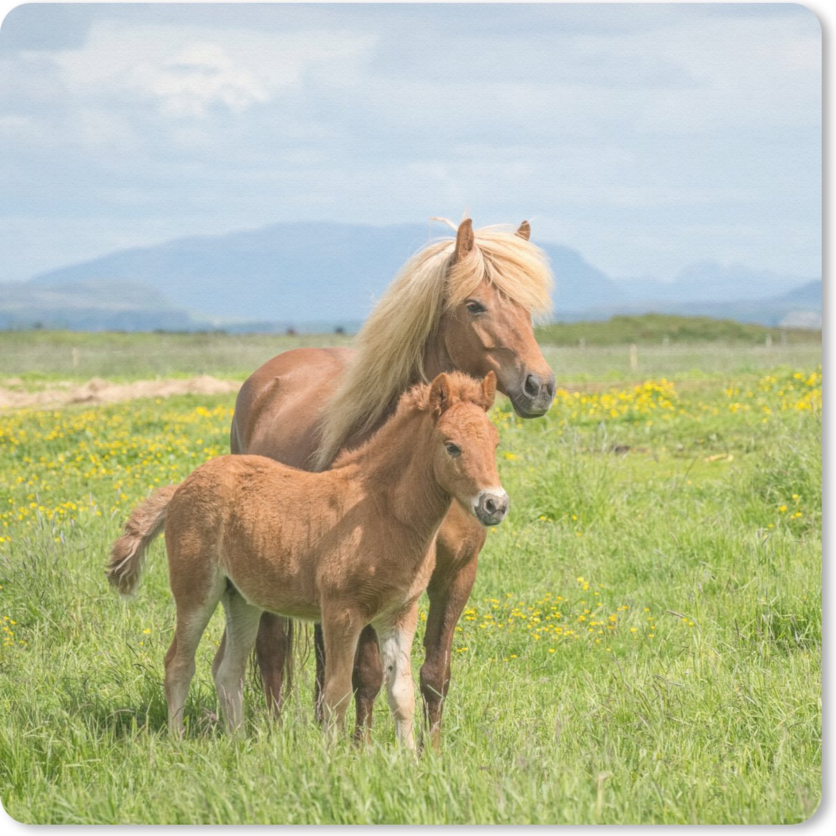 Muismat 20x20 cm - Mousepad Paarden - Veulen - Berg - Muismatten