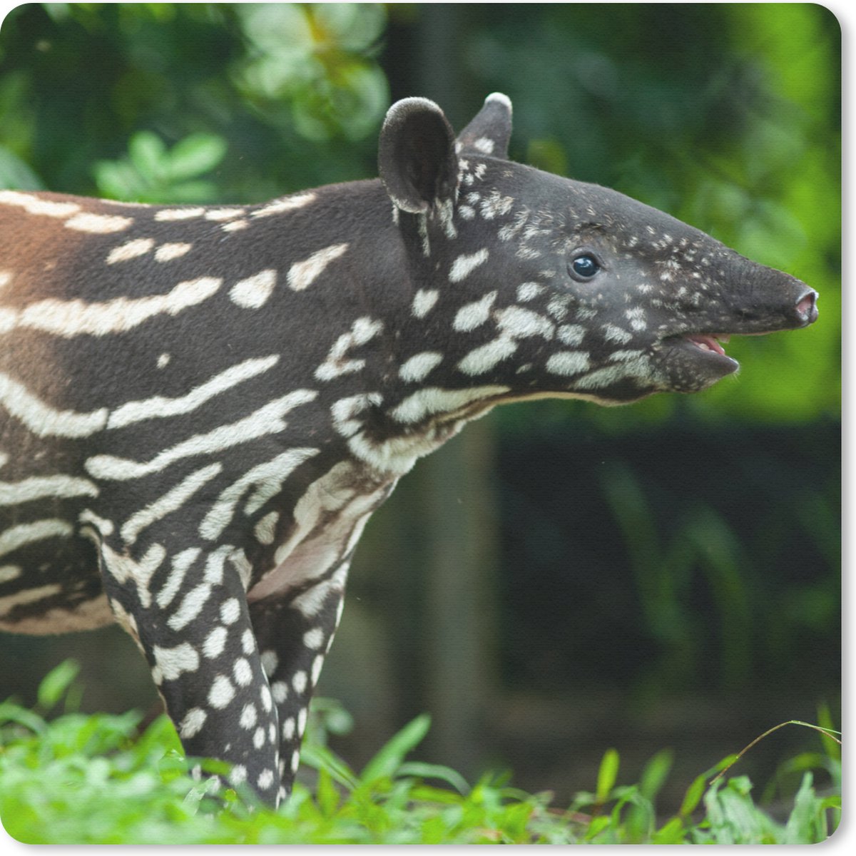 Muismat 20x20 cm - Mousepad Jonge tapir in de jungle - Muismatten