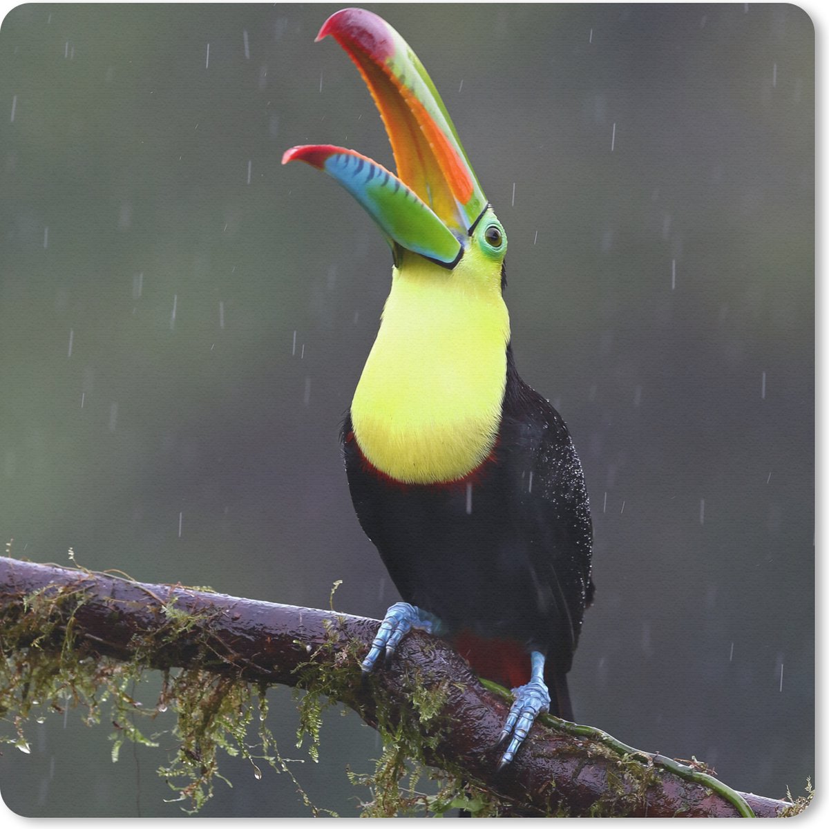 Muismat 20x20 cm - Mousepad Toekan in de regen - Muismatten