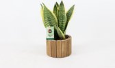 Bomen van Botanicly – 2 × Vrouwentongen – Hoogte: 30 cm – Sansevieria