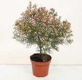 Kamerplanten van Botanicly – 3 × Chamelaucium uncinatum – Hoogte: 30 cm