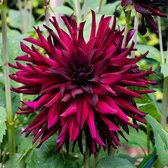 Dahlia Chat Noir 3 stuks