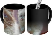 Magische Mok - Foto op Warmte Mok - Twee schattige Perzische kittens - 350 ML - Uitdeelcadeautjes