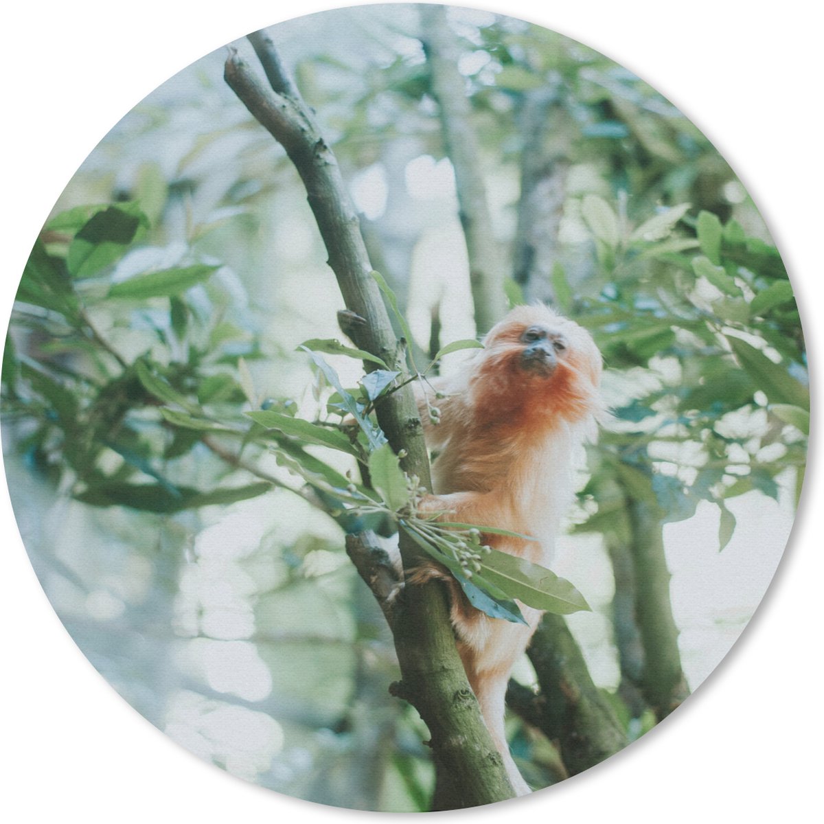Muismat rond 30x30 cm - Mousepad Dwergzijdeaapje in boom - Ronde muismatten
