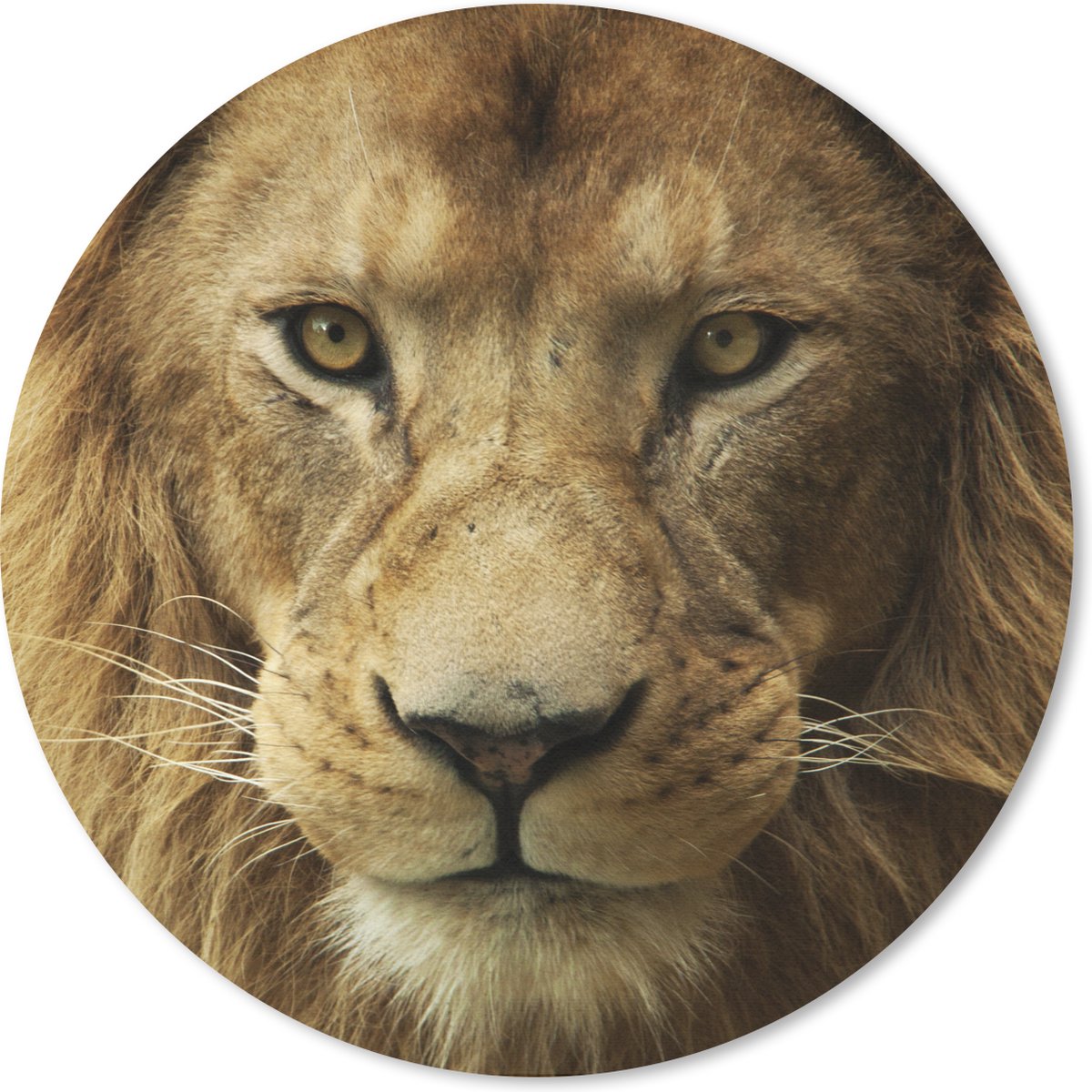 Muismat rond 30x30 cm - Mousepad Portret - Afrika - Leeuw - Ronde muismatten