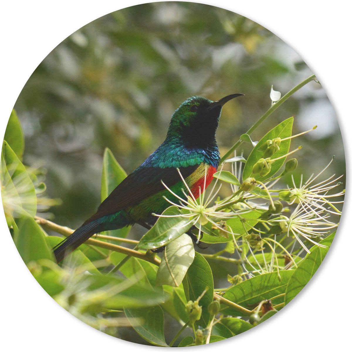 Muismat rond 30x30 cm - Mousepad Vogel tussen de bladeren in de jungle - Ronde muismatten