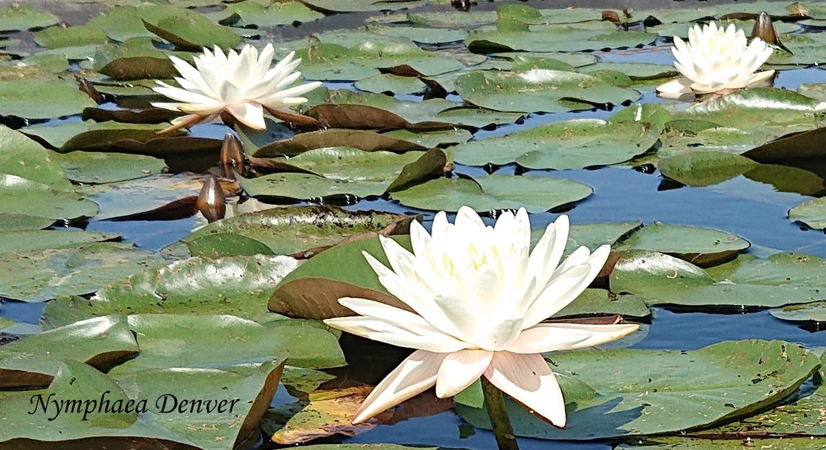 Waterlelie Nymphaea Denver (creme-wit) vijverklaar opgeplant in een mand van 19 x 19 cm - Lang bloeiende soort met grote, dubbele bloemen - Vijverplant - Vijverplanten Webshop