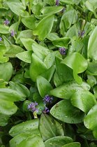Snoekkruid (Pontederia cordata) - Vijverplant - 3 losse planten - Om zelf op te potten - Vijverplanten Webshop