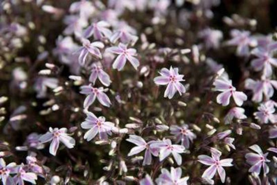 6 x PHLOX (S) 'CANDY STRIPES' - VLAMBLOEM , KRUIPENDE VLAMBLOEM - pot 9 x 9 cm