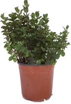 Hagen en struiken van Botanicly – Mentha Spicata Maroc – Hoogte: 35 cm