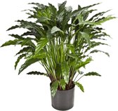 Calathea Wavestar - kunstplant