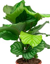 Calathea Orbifolia in watergevende Rondo zwart | Pauwenplant