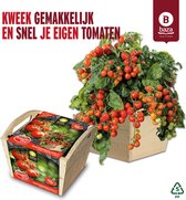 Tomato Box Kweekset Tomaten Heartbreakers gemaakt van FSC hout/duurzaam/ cadeau / cadeau idee