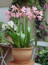 16x Haaklelie 'Crinum powellii rosea'  - BULBi® bloembollen en planten met bloeigarantie