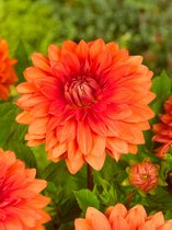 30x Dahlia 'Orange nugget'  - BULBi® bloembollen en planten met bloeigarantie