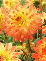 12x Dahlia 'Vectra' - BULBi® bloembollen en planten met bloeigarantie