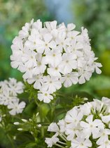 40x Vlambloem 'Phlox white admiral'  - BULBi® bloembollen en planten met bloeigarantie