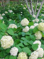 4x Hortensia 'Hydrangea arborescens annabelle'  - BULBi® bloembollen en planten met bloeigarantie