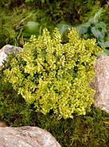 16x Vaste planten 'Thymus citriodorus aureus'  - BULBi® bloembollen en planten met bloeigarantie