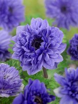 250x Anemone 'Lord lieutenant coronaria'  - BULBi® bloembollen en planten met bloeigarantie