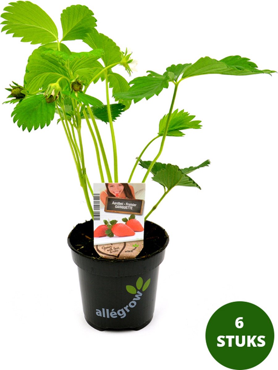 Aardbeiplanten Gariguette – 6 Aardbeienplanten – Vroege Oogst – Fragaria × ananassa – Moestuin, Balkon & Terras