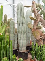 Zuilcactus Pachycereus Pringlei L 200 cm tuinplant